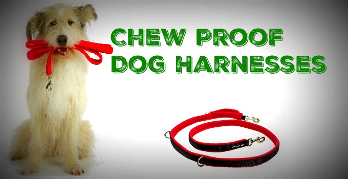 What Is The Best Strong, Heavy Duty & Chew Proof Dog Harness