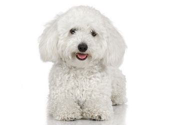 Bichon Frise Dog Breed Information Facts Lifespan