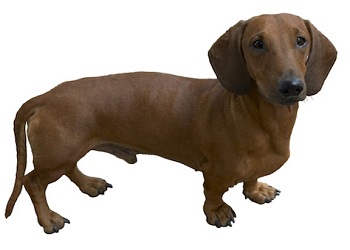 Dachshund Dog Breed Information Facts Lifespan