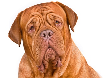 Dogue De Bordeaux Dog Breed Information Facts Lifespan