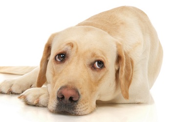 Labrador Retriever Dog Breed Information Facts Lifespan