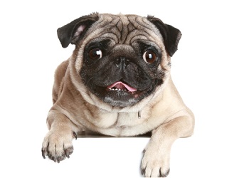 facts about pugs life cycle