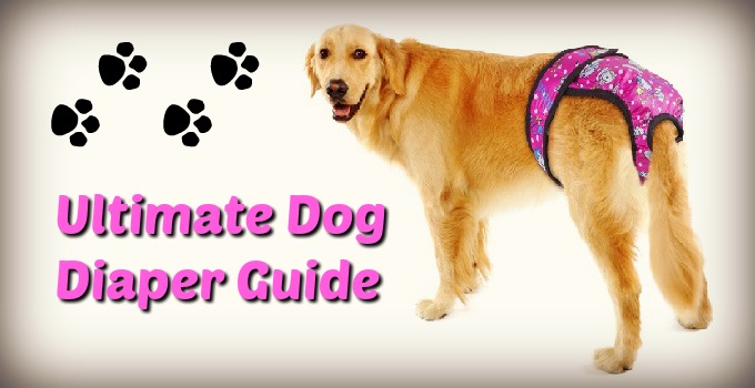 The Best Washable & Disposable Dog Diapers for Males & Female Dogs