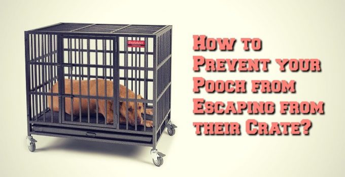 Preventing Your Dog Escaping From Their Crate or Kennel