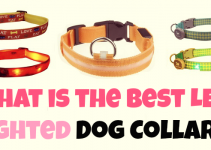 What Are The Best LED Light Up Dog Collars?